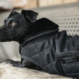 Kentucky Dogwear Hundemantel Original Schwarz